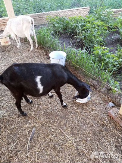 Дойный козы