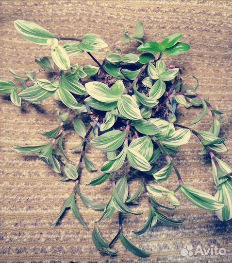 Традесканции, пилеи