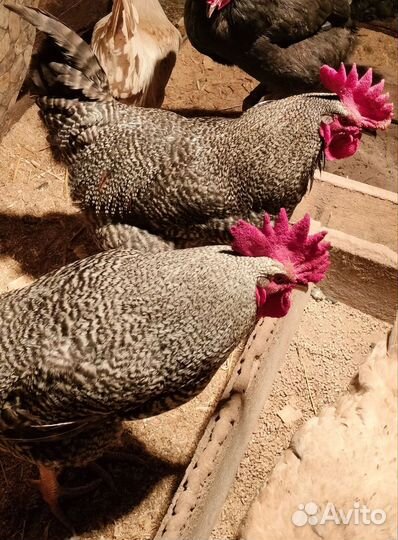 Молодые петухи