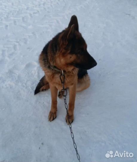 Кобель немецкой овчарки для вязки