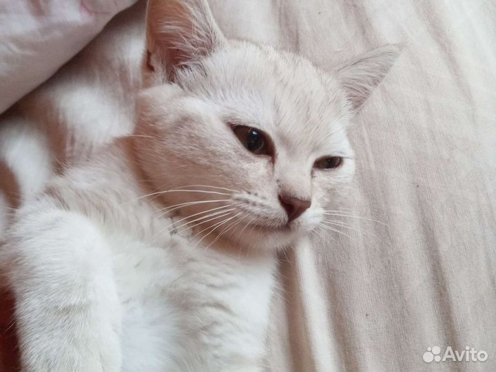 Котёнок