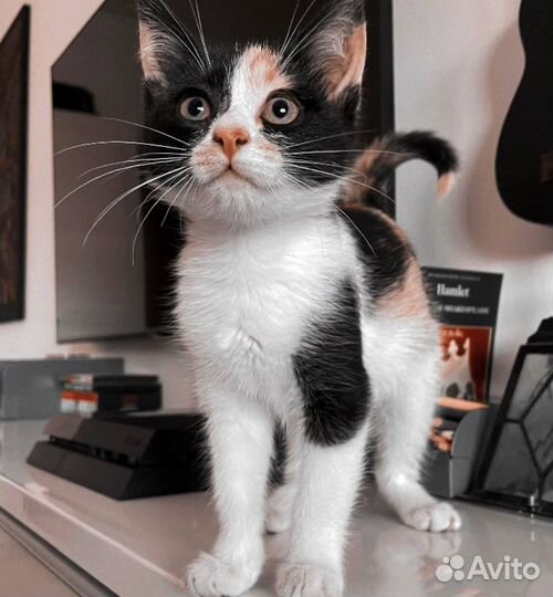 Трехцветный котенок