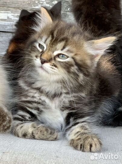 Чудесные чистокровные сибирские котята