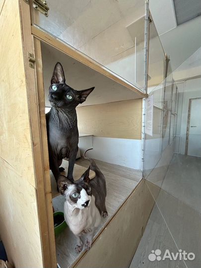 Зоогостиница. Передержка домашних животных