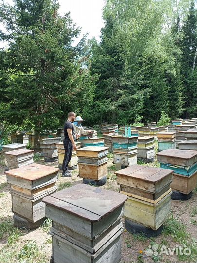 Пчелопакеты, пчелы 2024