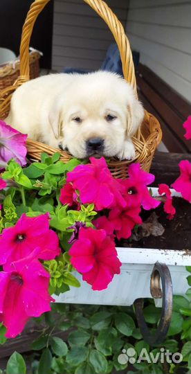 Щенки лабрадора РКФ