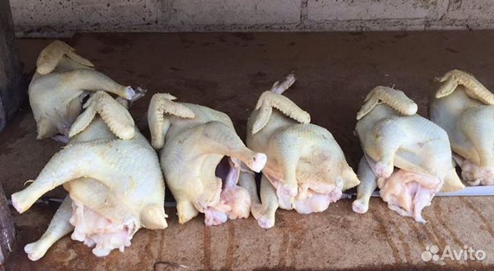 Домашние Куры Л. Браун