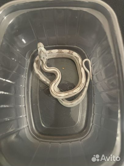 Змея маисовый полоз