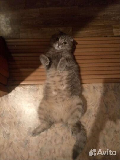 Потерялась кошка