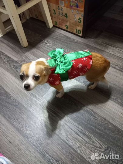 Одежда для собак подарочная)нг