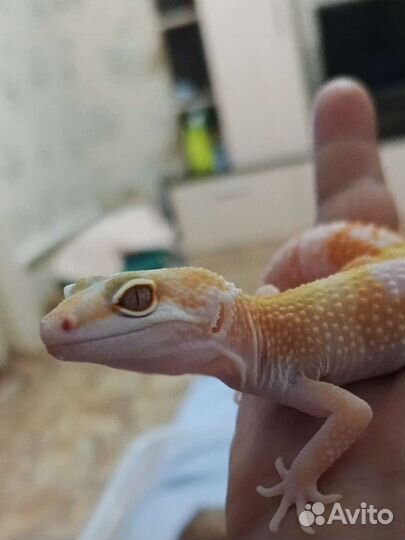 Эублефар малыши