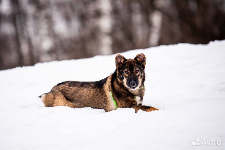 Чудо собака ждет своего человека