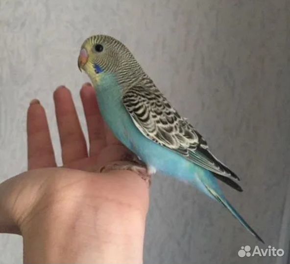 Волнистый попугай ручной