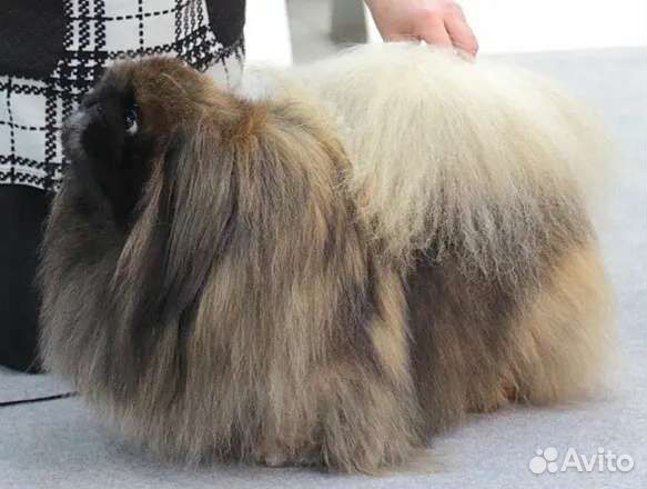 Пекинес/кобель