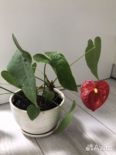 Толстянка (денежное дерево), антуриум, алоэ