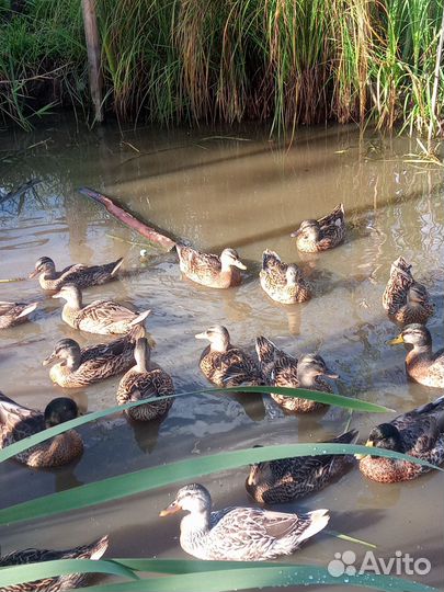 Подсадные утки