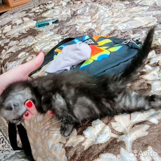 Кошки шотландцы