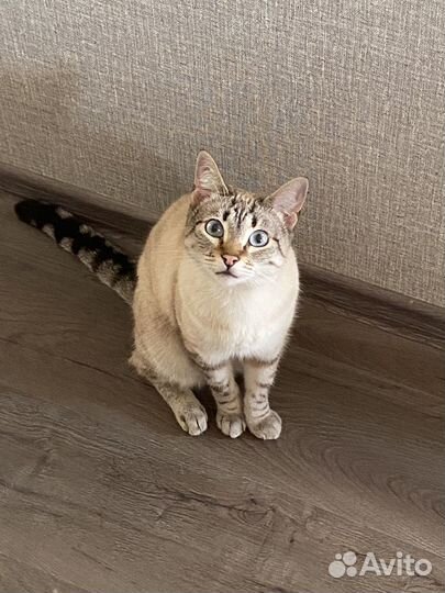 Сиамский кот