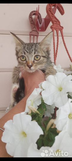 Котята 2 мес