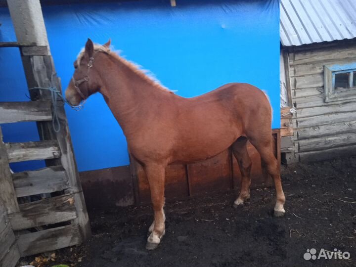 Продам лошадь