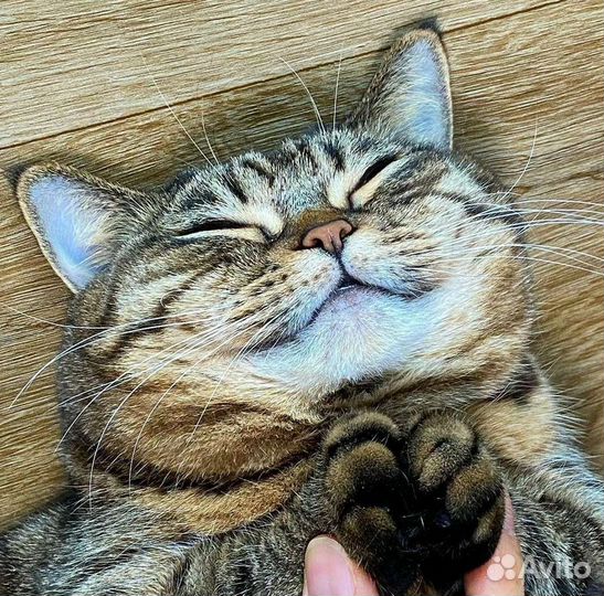 Передержка кошек