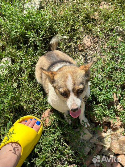 Кнопа крошечная собачка на цепи ищет семью