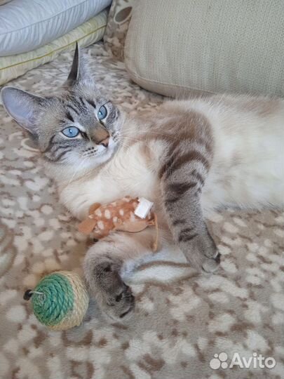 Котики маленькие бесплатно