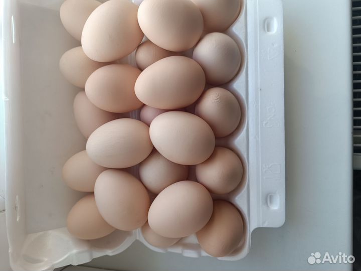Домашние куриные яйца