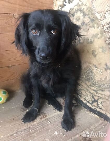 Маленькой Пуговке страшно в приюте