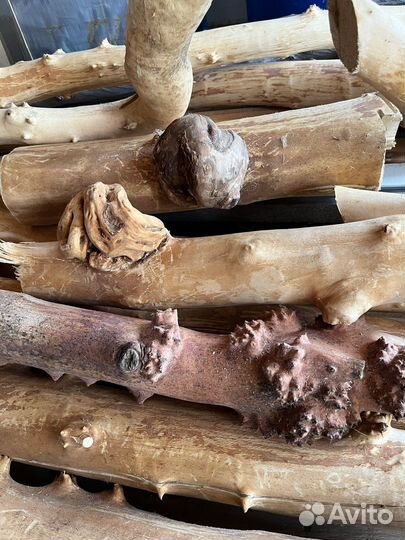 Березовый кап, сувель