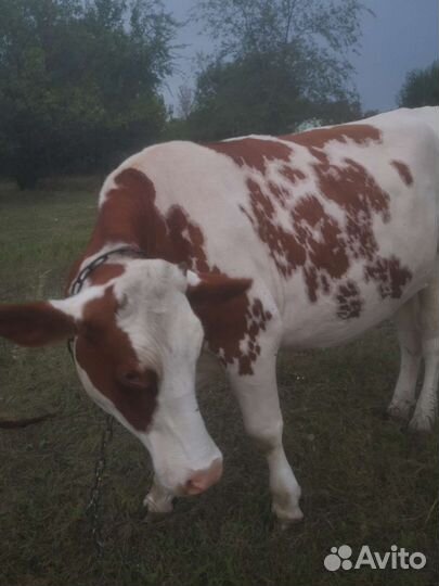 Тёлка симентальской породы 2.2года