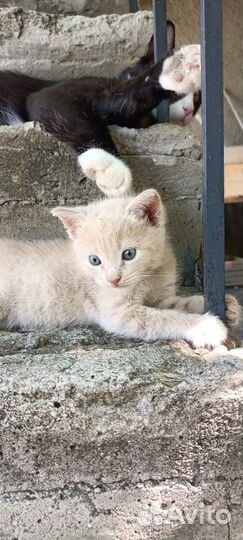 Котенок пушистый бежевый