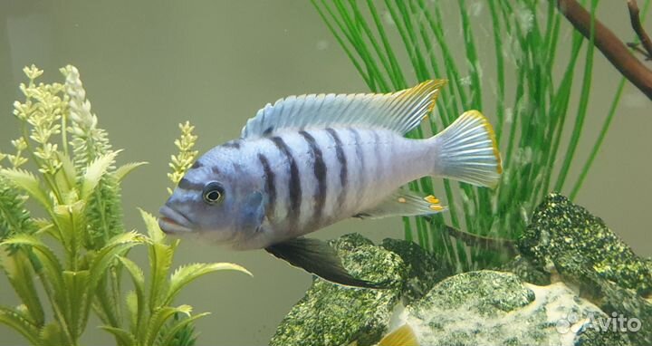 Цихлиды оз. Малави Яло Риф