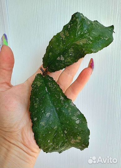 Хойя. Разные виды