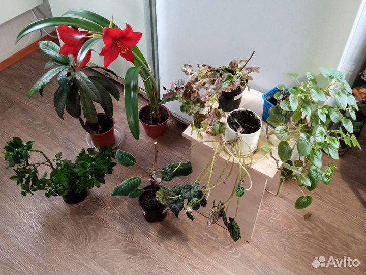 Цветы. Комнатные растения