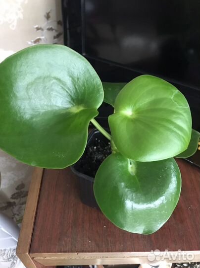 Комнатные растения цветы