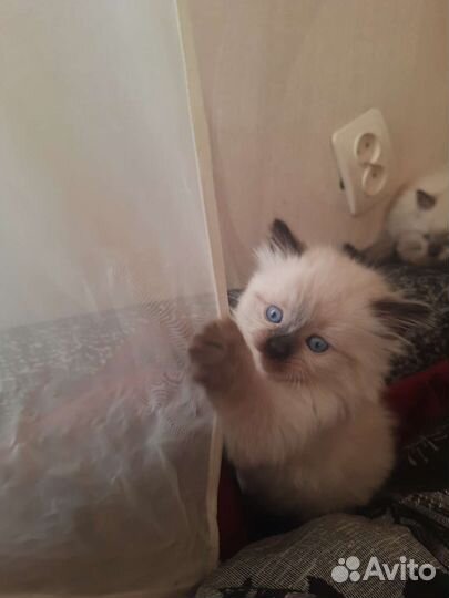 Кошки в добрые руки бесплатно