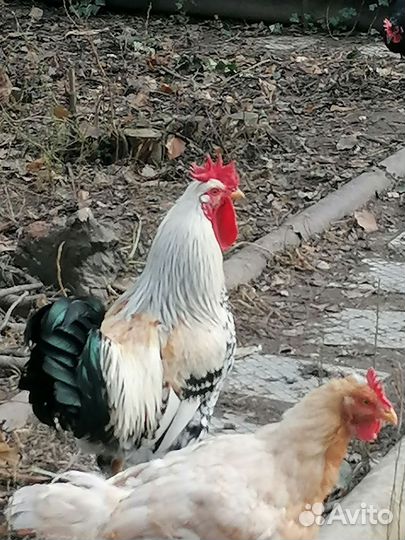 Молодые петухи