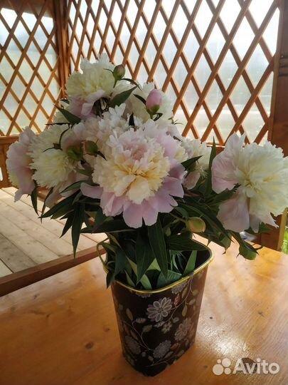 Пионы саженцы