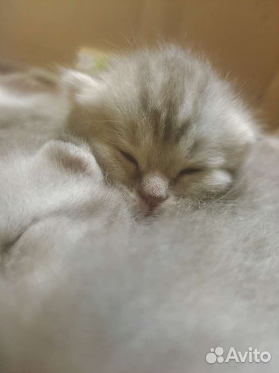 Шотландские котята