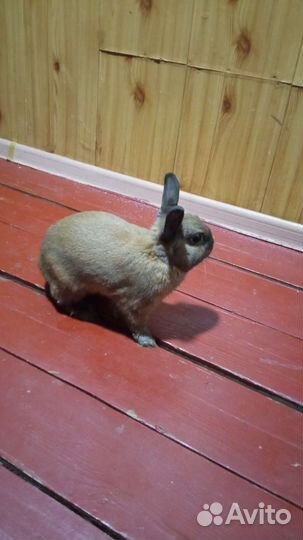 Вязка мини кролик