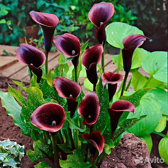 Калла Schwarzwalder Луковицы