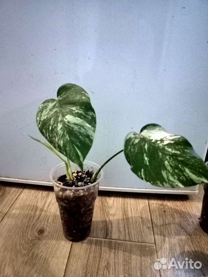 Монстера альба