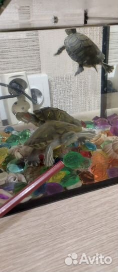 Черепашки с аквариумом