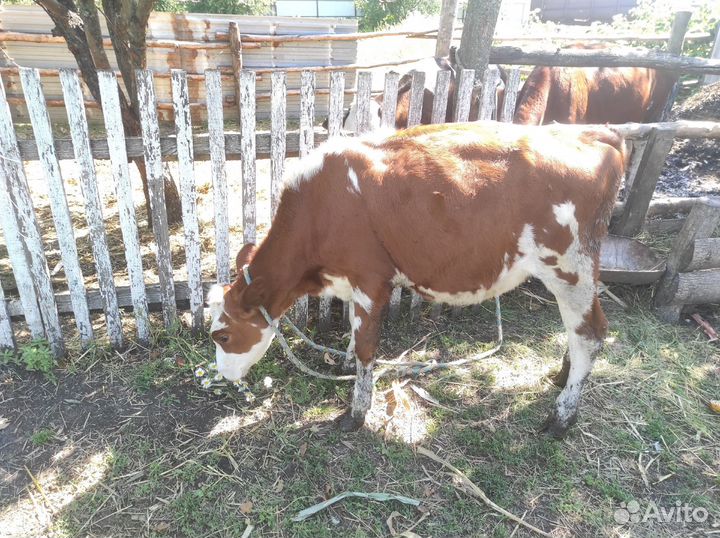 Продам тёлок