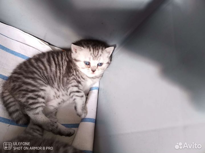 Шотландские котятки