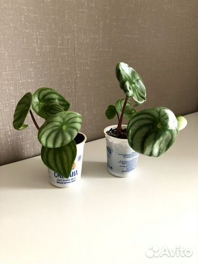 Пеперомия Арбузная