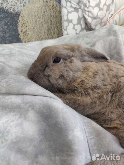 Декоративный кролик