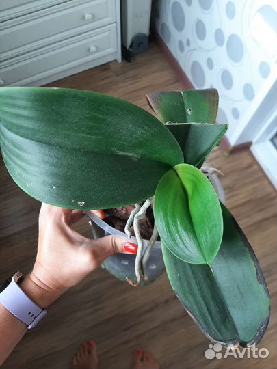 Орхидеи фаленопсис