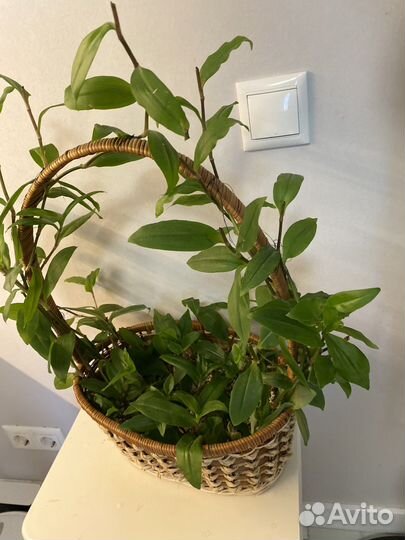 Традесканция